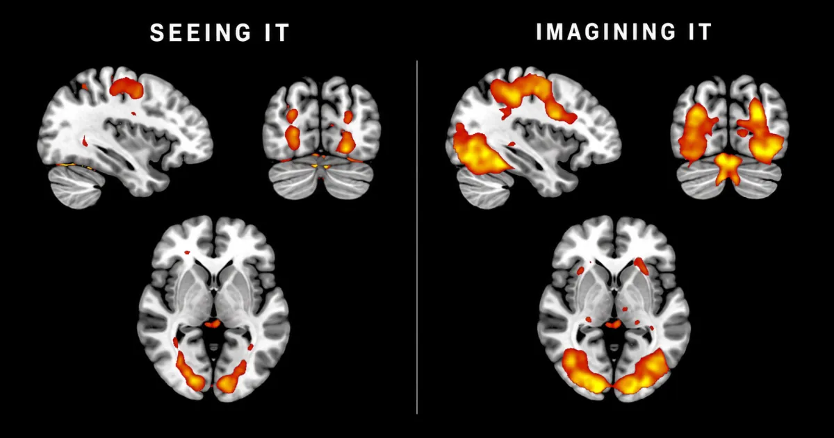 fMRI brain scans side by side: seeing it vs. imagining it, with the same areas lit up.